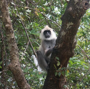 Gray langur monkey in the wild