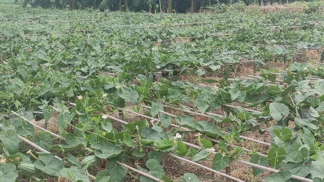 Beds have been made on the new parwal cultivation land and parwal trees are slowly rising to the top. pointed gourd plant, pointed gourd, pointed gourd tree in india,