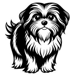Shih Tzu vector silhouette illustration