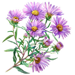 Obraz premium A bouquet of delicate purple aster flowers with yellow centers, arranged in a cluster with green leaves.