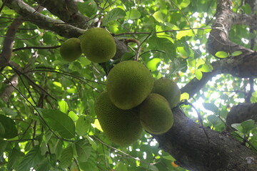 Jackfruit are hanging on tree