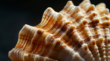 Obraz premium Close-up of a ridged seashell with brown stripes, detailed texture. Nature and marine life concept