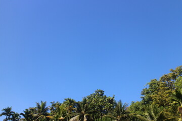 Obraz premium A tree growing in a cloudless blue sky