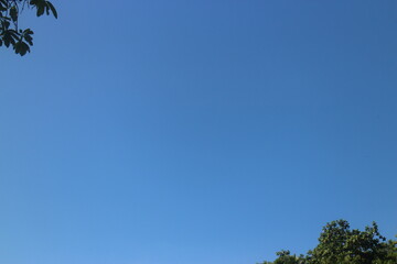 Obraz premium A tree growing in a cloudless blue sky