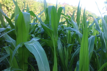 Fototapeta premium The Beauty of a Lush Green Corn Field