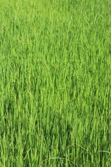 Background of a green grass. Green grass texture Green grass texture from a field.	