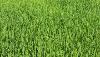 Background of a green grass. Green grass texture Green grass texture from a field.