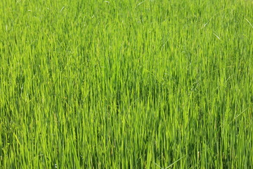 Background of a green grass. Green grass texture Green grass texture from a field.	