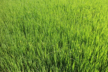 Green rice plants in rice fields in Sri Lanka. Paddy is made into rice, the staple food of Sri Lankans.