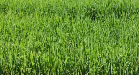 Background of a green grass. Green grass texture Green grass texture from a field.