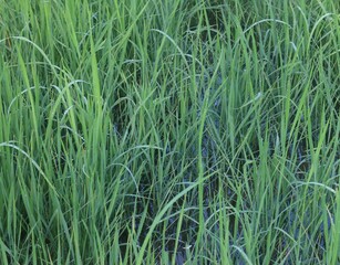 Obraz premium Background of a green grass. Green grass texture Green grass texture from a field.