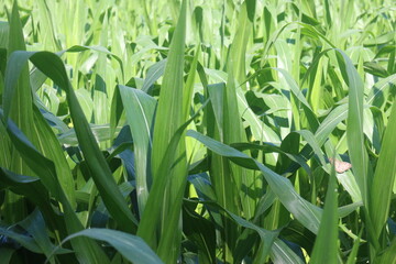 Fototapeta premium The Beauty of a Lush Green Corn Field 