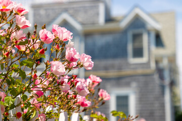 Pink flowers and house