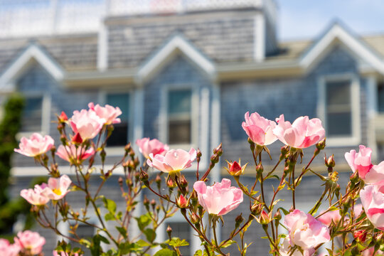 Pink flowers and house
