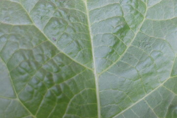 The green leaf background. Veins of leaf. Close Up green leaf.