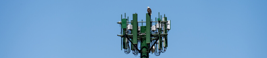 Bald eagle perched on top of a mobility cell site, panel antennas mounted on a monopole tower, wireless communications technology
