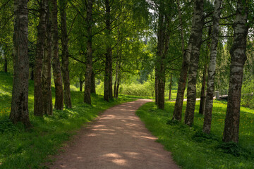 Slavyanka River Valley and Birch Alley in Marienthal Park on a sunny summer day, Pavlovsk, St. Petersburg, Russia