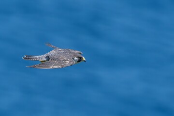 日本海をバックに悠然と飛ぶハヤブサ成鳥