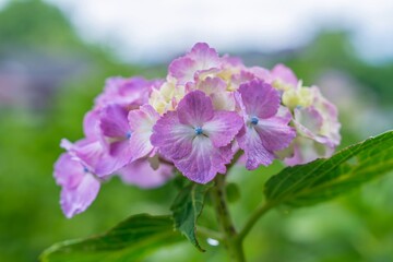 ひっそりと咲く淡いピンクの満開のアジサイ