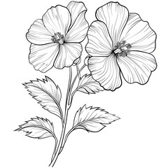 Line drawing of two delicate flowers with leaves on a white background.