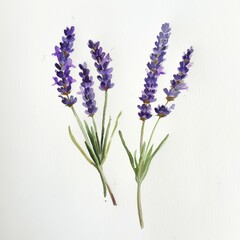 Naklejka premium Three sprigs of lavender with purple flowers and green leaves, painted in watercolor on white background.