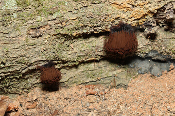 Two clusters of reproductive fruiting bodies of chocolate tube slime molds, Stemonitis sp.  Growing...