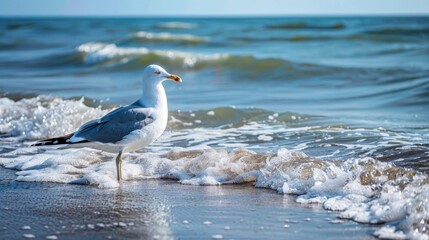 A single seagull in the shallow ocean waves on the beach