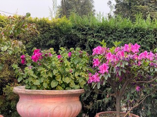 insects,insect,nature,bug,flower