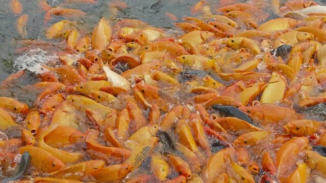 lots of yellow, white and black goldfish and tilapia gather to look for food in the pond