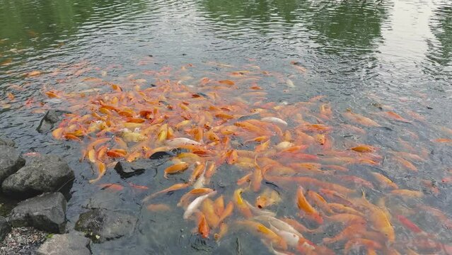 lots of yellow, white and black goldfish and tilapia gather to look for food in the pond