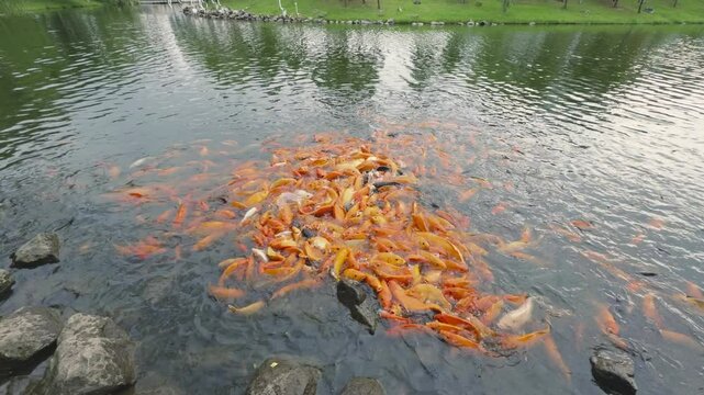 lots of yellow, white and black goldfish and tilapia gather to look for food in the pond