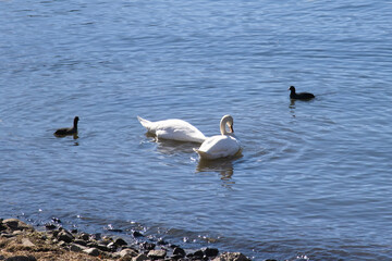 Swans at Yamanaka Lake in Mount Fuji, Japan