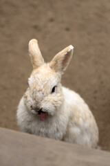 Cave rabbits raised in mountain hell in Dabeppu, Kyushu, Japan