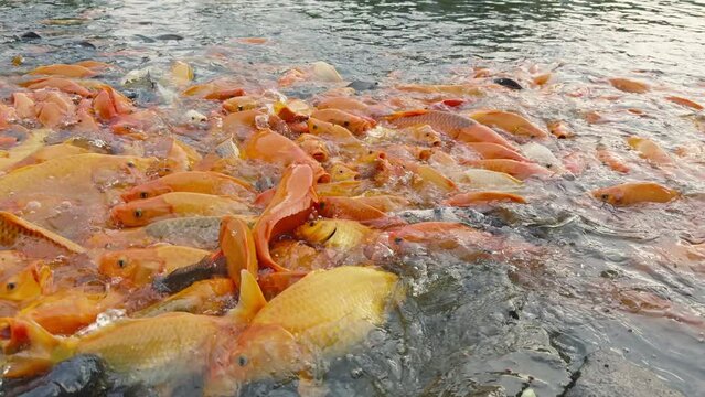 lots of yellow, white and black goldfish and tilapia gather to look for food in the pond