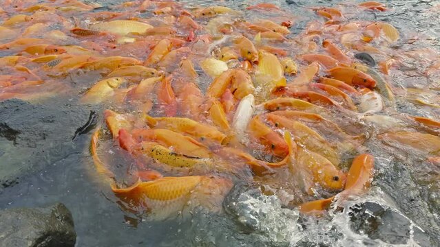 lots of yellow, white and black goldfish and tilapia gather to look for food in the pond