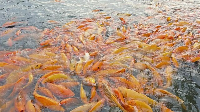 lots of yellow, white and black goldfish and tilapia gather to look for food in the pond