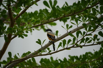 The Long-tailed Shrike (Lanius schach) is a species of bird belonging to the shrike family, Laniidae. It is known for its distinctive long tail and striking plumage, which typically includes a combina