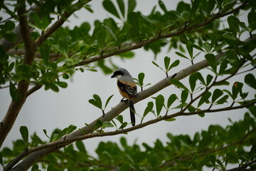 The Long-tailed Shrike (Lanius schach) is a species of bird belonging to the shrike family, Laniidae. It is known for its distinctive long tail and striking plumage, which typically includes a combina