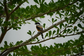 The Long-tailed Shrike (Lanius schach) is a species of bird belonging to the shrike family, Laniidae. It is known for its distinctive long tail and striking plumage, which typically includes a combina