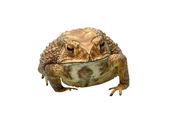 Front view of brown toad isolated with clipping path in png file format