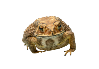 Front view of brown toad isolated with clipping path in png file format