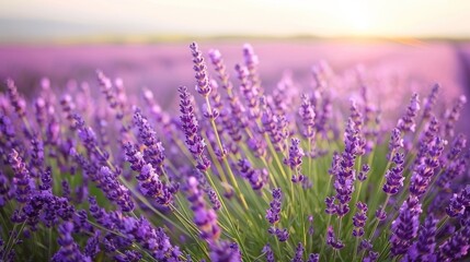 Fototapeta premium Lavender rows under a clear sky, sharp focus on purple flowers contrasting with deep green stems, creating a vibrant and lively scene