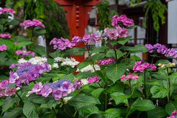 川越八幡宮の紫陽花（あじさい） SAITAMA JAPAN KAWAGOE