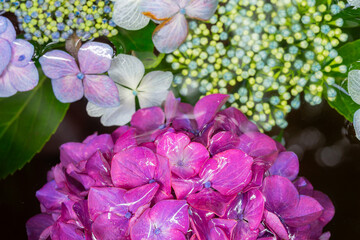 川越八幡宮の紫陽花（あじさい） SAITAMA JAPAN KAWAGOE