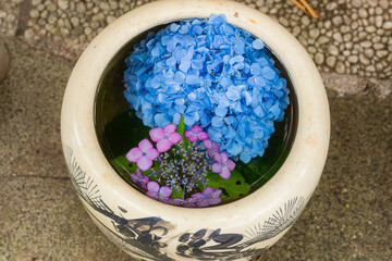 川越八幡宮の紫陽花（あじさい） SAITAMA JAPAN KAWAGOE