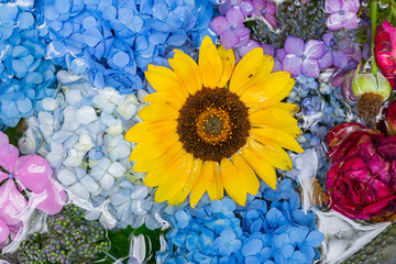 川越八幡宮の紫陽花（あじさい） SAITAMA JAPAN KAWAGOE