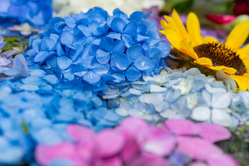 川越八幡宮の紫陽花（あじさい） SAITAMA JAPAN KAWAGOE