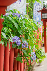 川越八幡宮の紫陽花（あじさい） SAITAMA JAPAN KAWAGOE