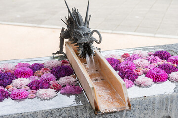 川越八幡宮の紫陽花（あじさい） SAITAMA JAPAN KAWAGOE