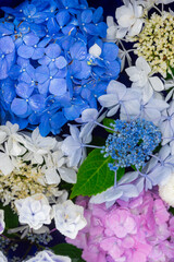 川越八幡宮の紫陽花（あじさい） SAITAMA JAPAN KAWAGOE